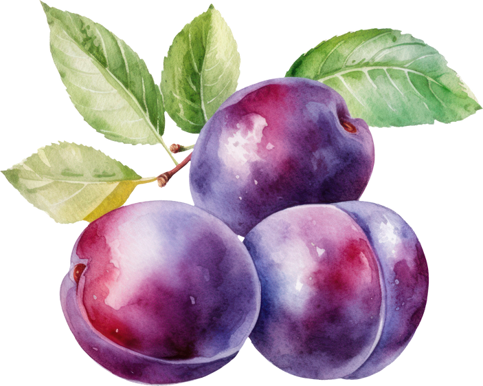 Plum fruit watercolor illustration